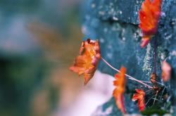 英雄联盟总决赛时间-澳大利亚的袋鼠防线，拉齐奥在墨尔本的窒息战与那不勒斯的幽灵