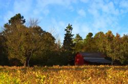 英雄联盟总决赛时间-一场不存在的比赛，当袋鼠军团用纪律的锁链锁住红黑魔鬼的翅膀