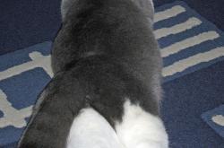 英雄联盟总决赛直播-他接住了太阳掀翻公牛后坠落的光