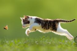 英雄联盟总决赛直播-撕裂休斯顿防线！猛龙客场冲垮火箭，武切维奇全能战神统治攻防