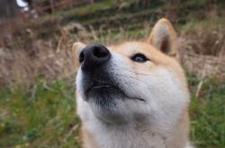 英雄联盟总决赛门票-逆转与传奇，那一夜，格列兹曼在皇马主场写下了什么？