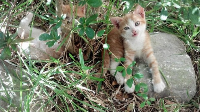 当东方鹏城扣碎西方神话，布伦森孤星闪耀下的跨界征服