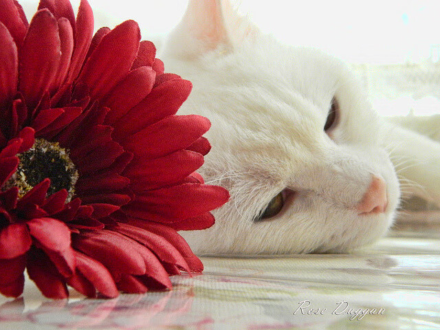 解码巴尔韦德,大场面先生的战术密码与巴萨的沙特压制术