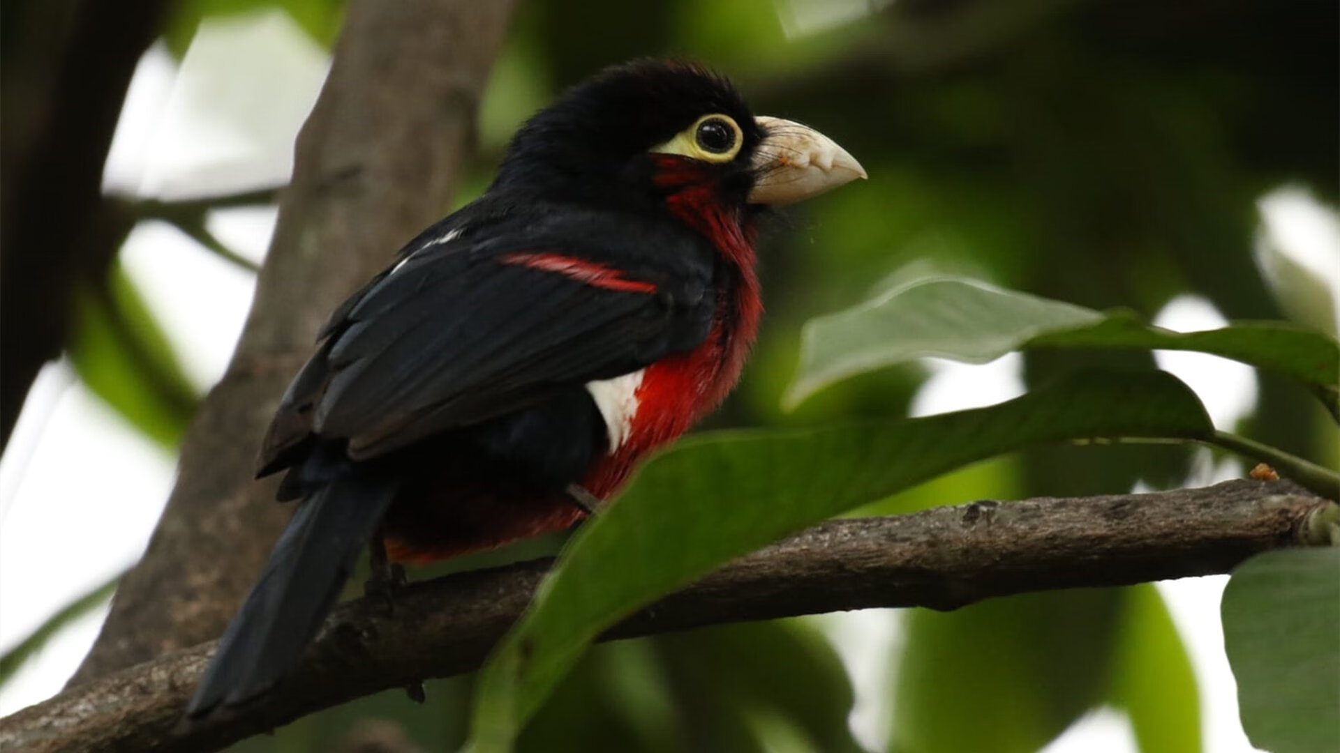 欧冠双响炮，巴萨强势击溃丹麦黑马，穆勒传射再现冠军级水准