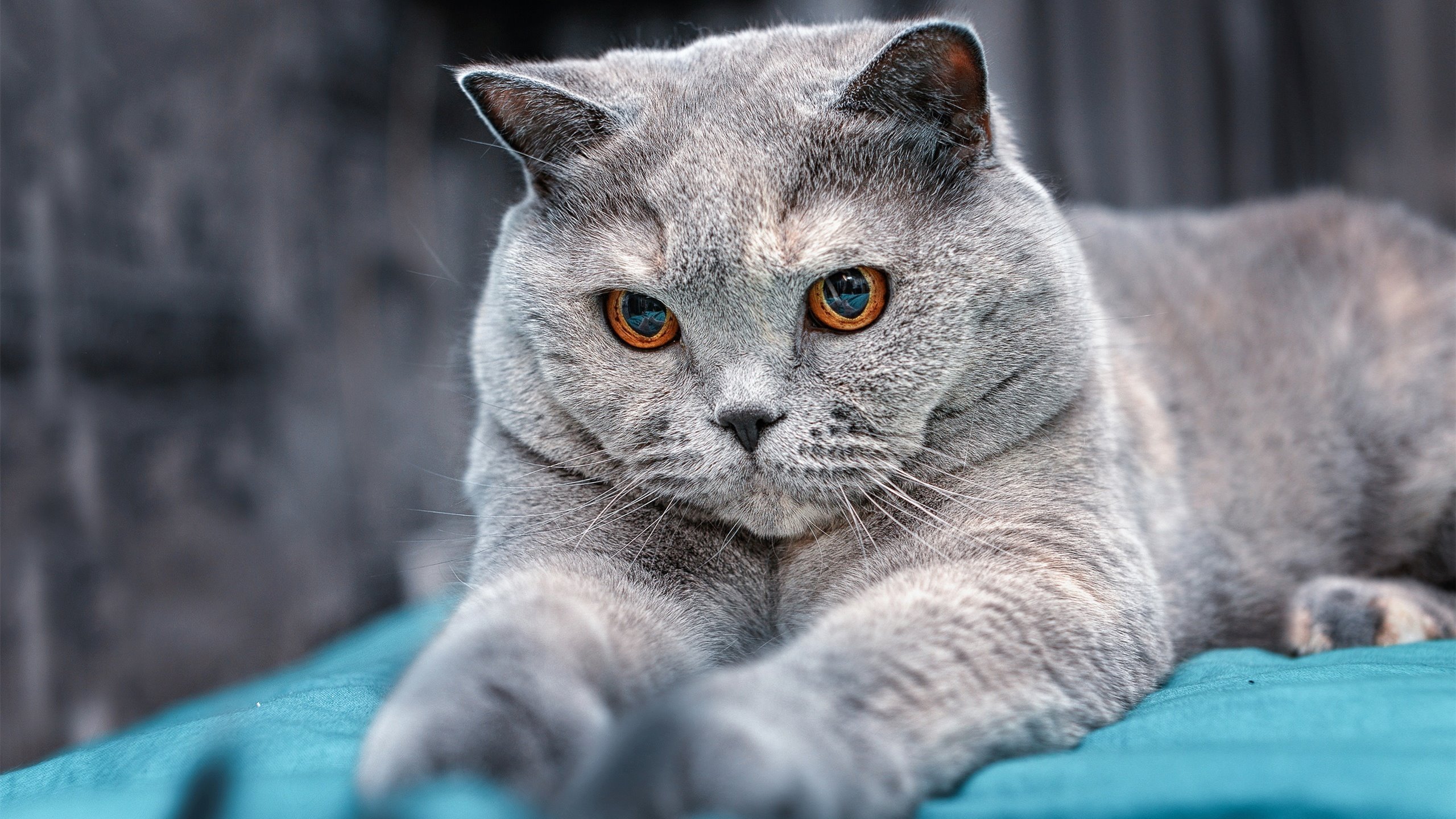 唯一性,1223天后,他在最不像机会的时刻终结了战争