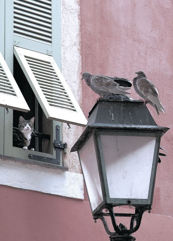 巅峰对决!霍勒迪补时极限三分绝杀,助掘金险胜北京,全场最佳无争议