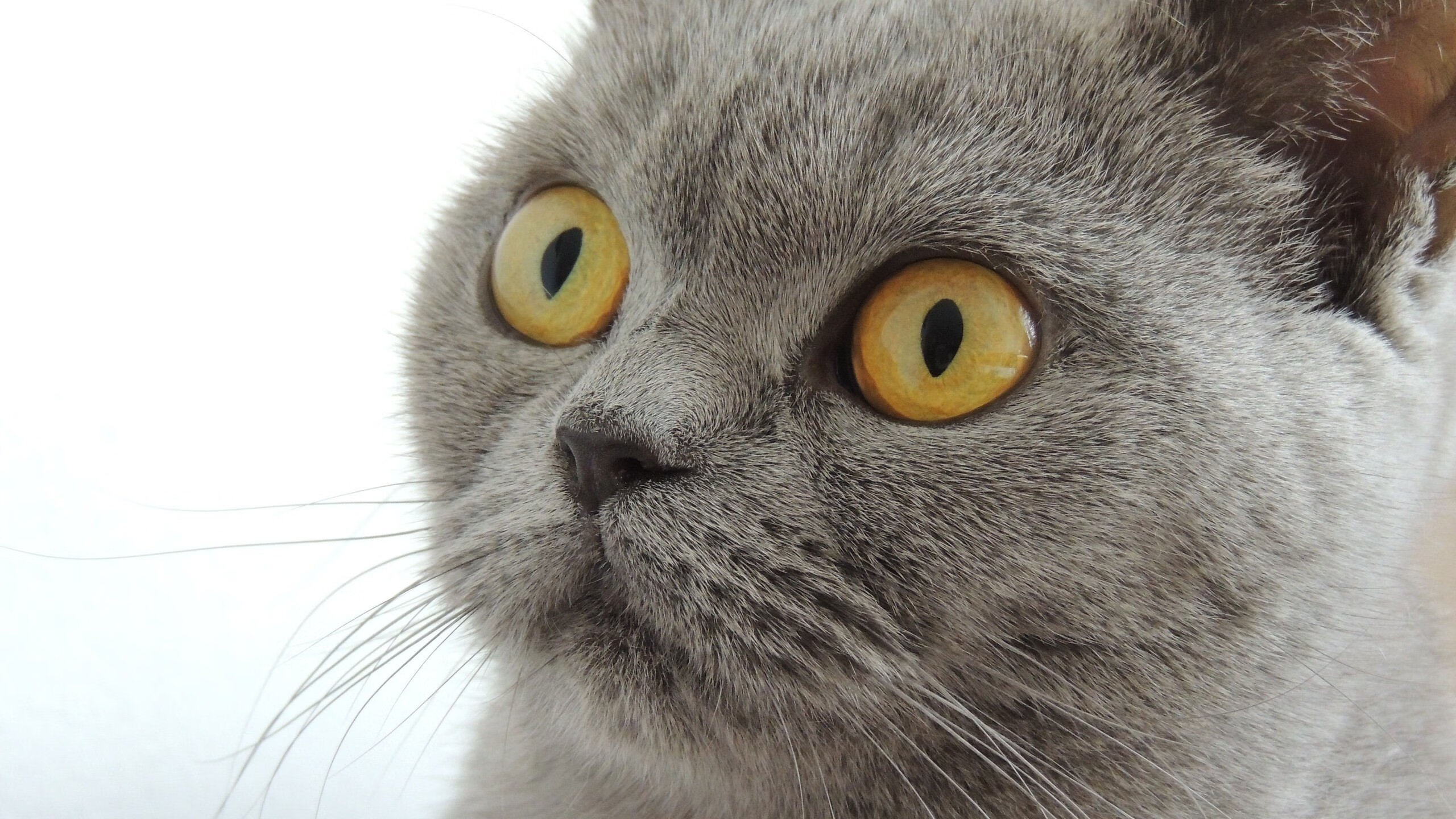 绿茵与硬木的交响,欧冠淘汰赛焦点战与鹈鹕鏖战公牛的体育精神共鸣