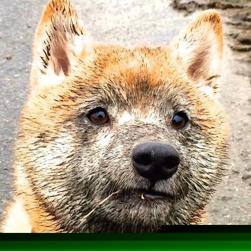 NBA总决赛之夜,布克王者之心诞生