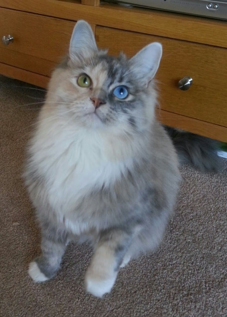 东瀛论剑，本泽马倒戈助枪手，亚洲行暗藏争冠密码