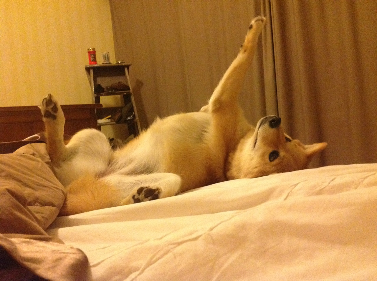 维苏威的闪电，塞维利亚跨洲挑战阿尔及利亚，凯恩在美加墨加冕新王