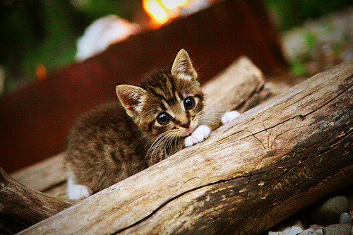 夜色中的王者，帕尔默在F1街道赛的压制级演绎