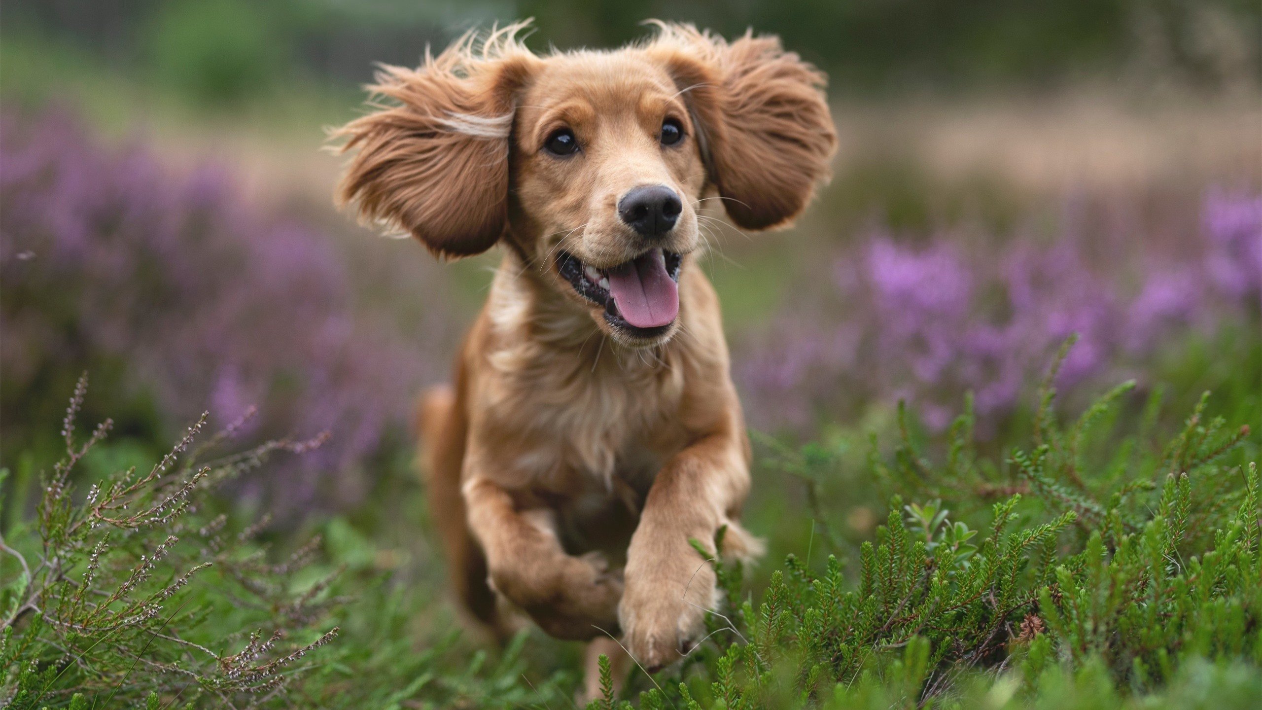 当奇才灼穿南海岸，一场跨时空的制霸与另一片球场的乔治王加冕