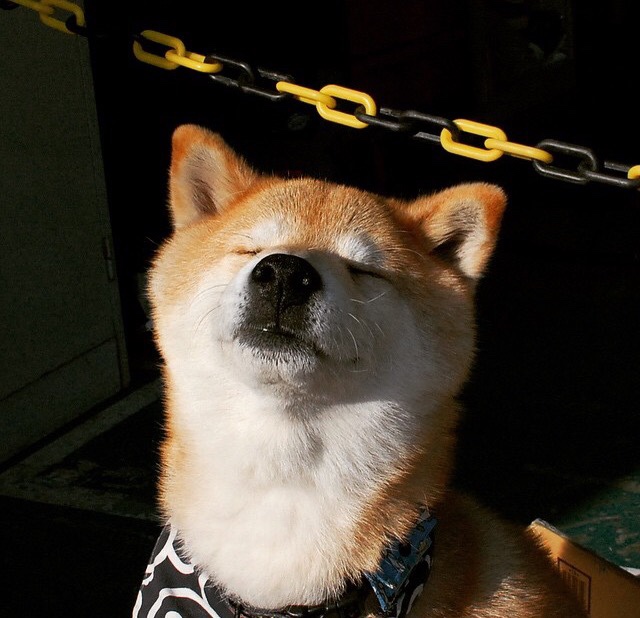 篮网速胜国王迎连胜，塔图姆狂暴数据证身价—NBA今日双星闪耀