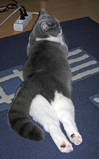 绿茵上的双重奏，塞内加尔的团队之魂与拉什福德的锋芒之剑