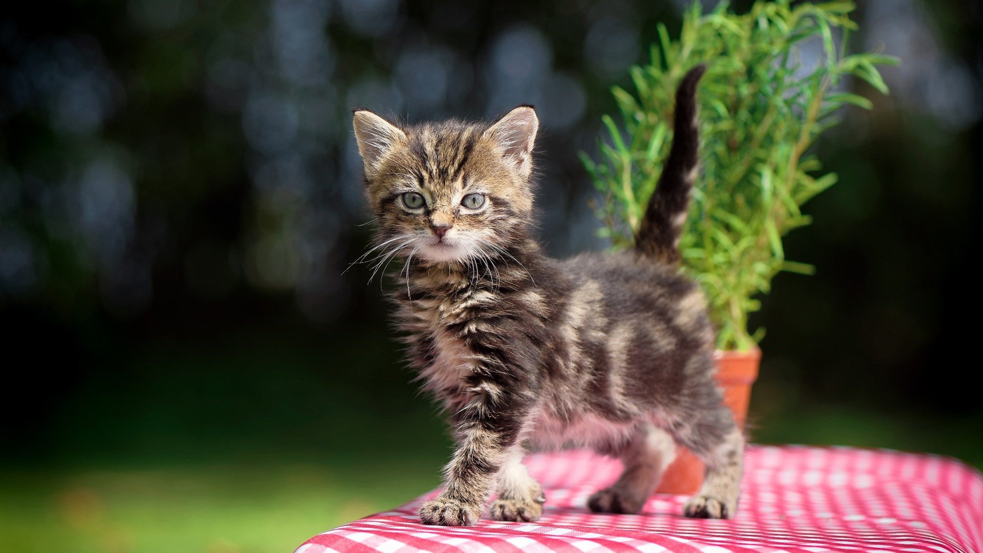 沉默的双重奏，当卡塞米罗在年度焦点之战中成为唯一的答案