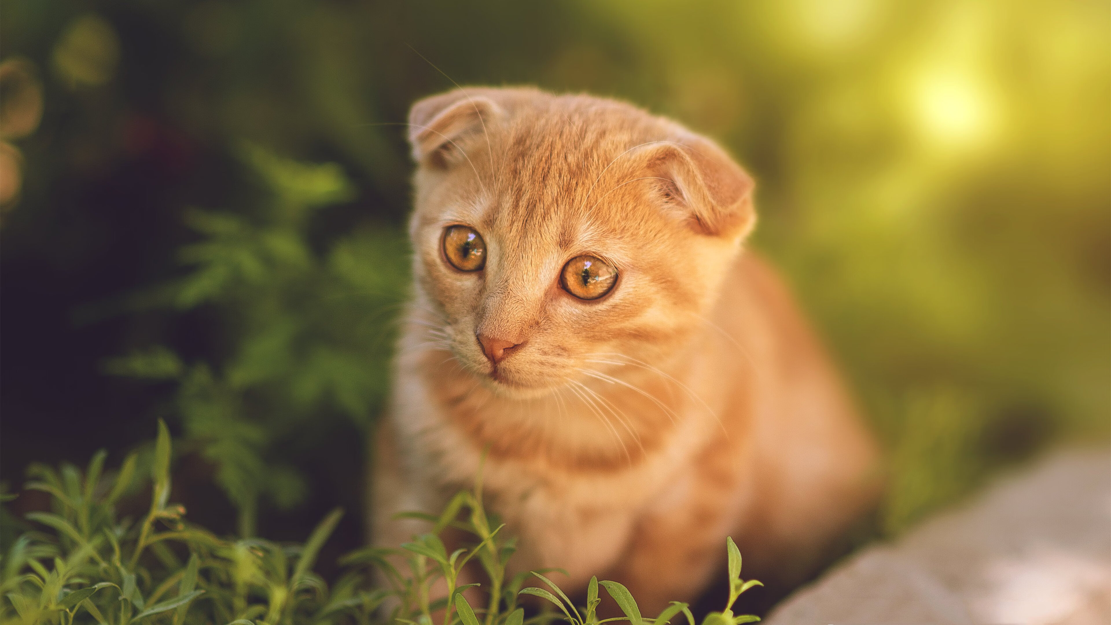 跨境篮图，美加墨世界杯营销战背后，广东队如何收割步行者商业赛道