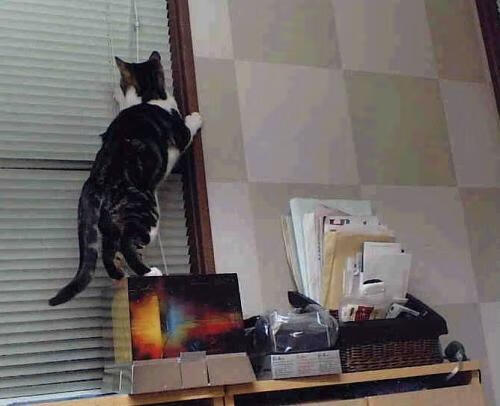 广厦狂胜如F1超车，小贾伦赛道统治启示录