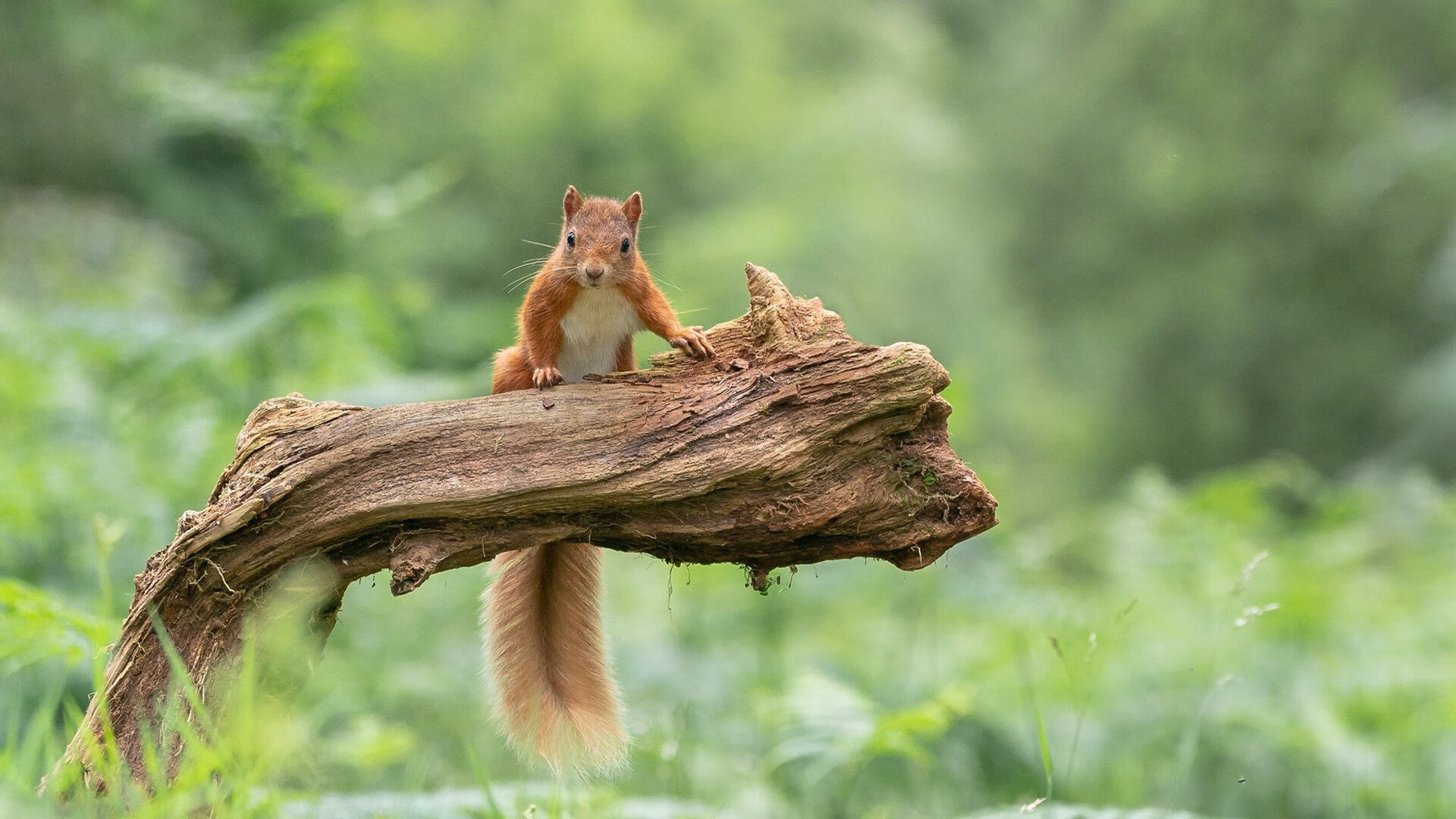 新大陆的冰山,当美国队的地缘自信遇见奥斯梅恩的火山爆发
