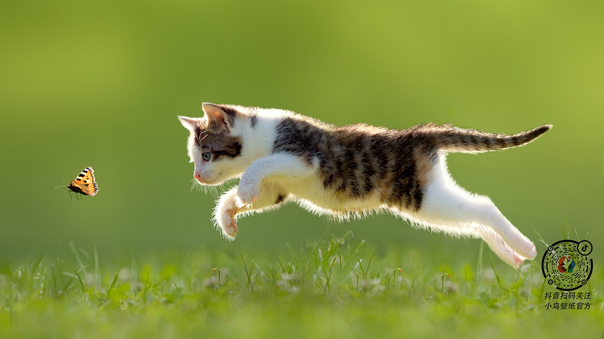 撕裂休斯顿防线!猛龙客场冲垮火箭,武切维奇全能战神统治攻防