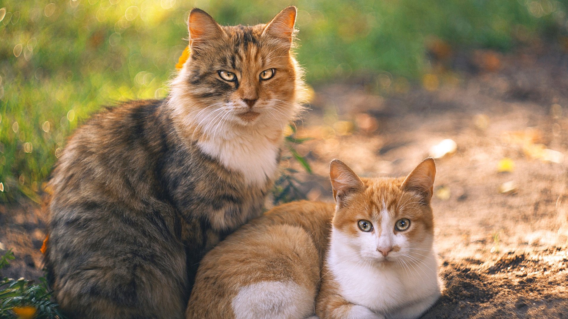 无声处听惊雷，戈麦斯于总决赛之夜改写历史