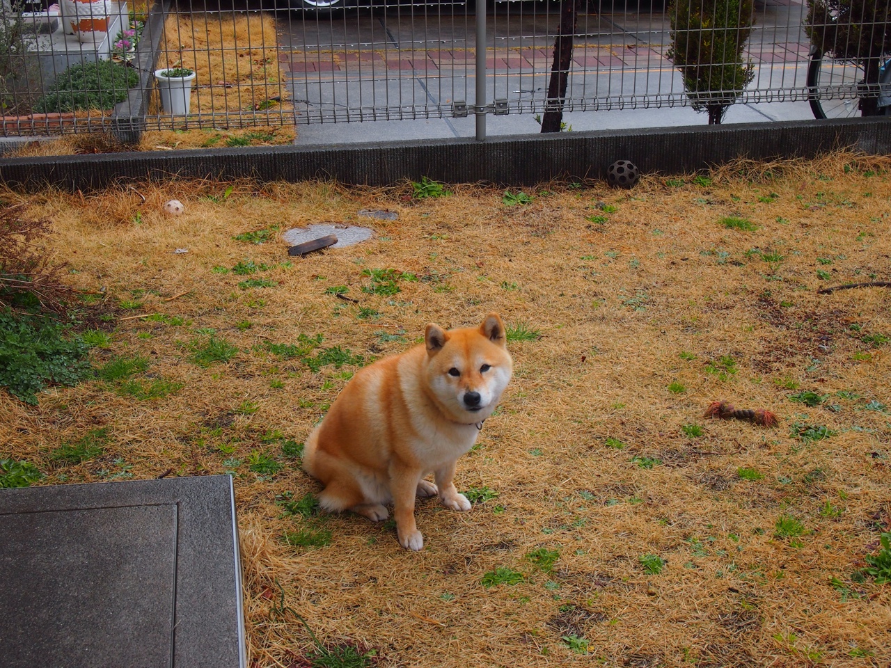 从金州到世界杯，库里三分雨浇熄步行者之夜，预言2026布伦森接管时代的序曲