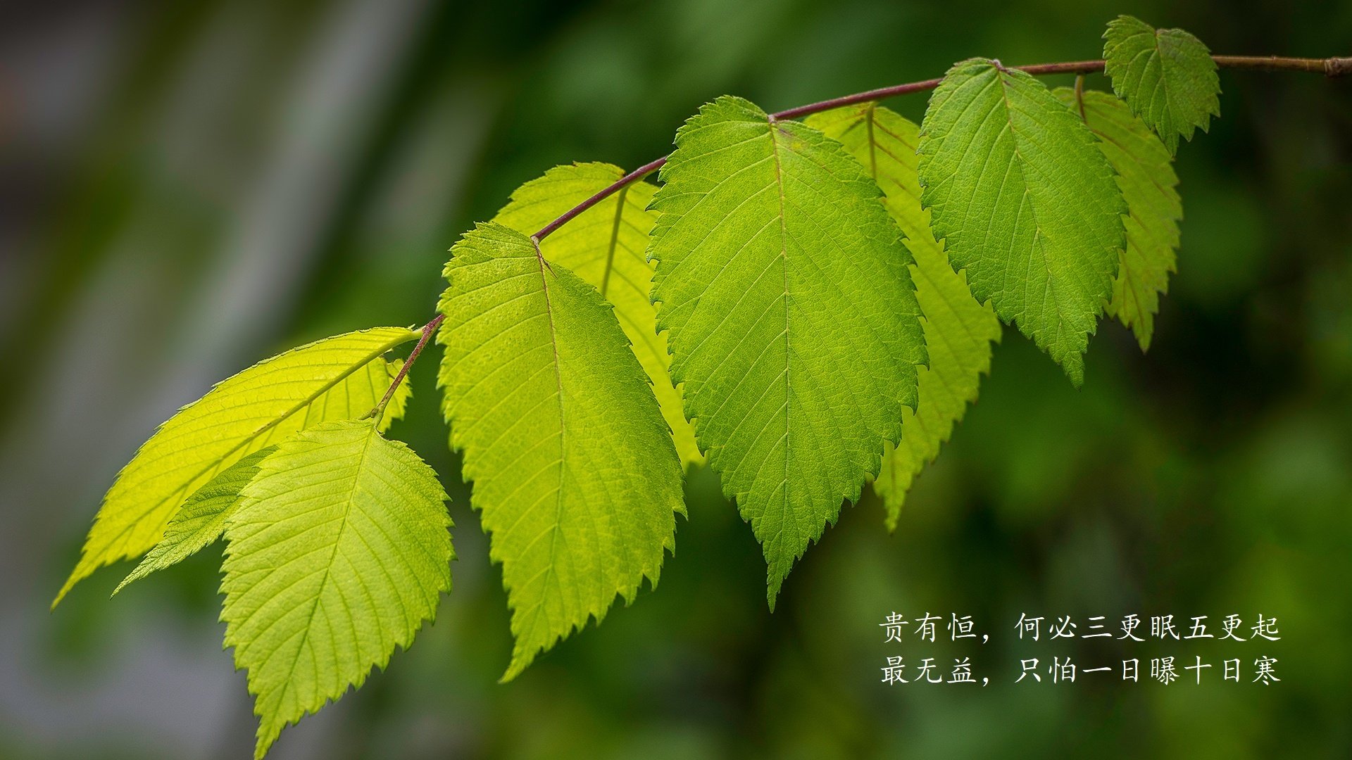 黑马之姿惊艳世界，佩德里导演经典，伊拉克绝杀斯洛伐克，2026世界杯D组强强对话改写格局